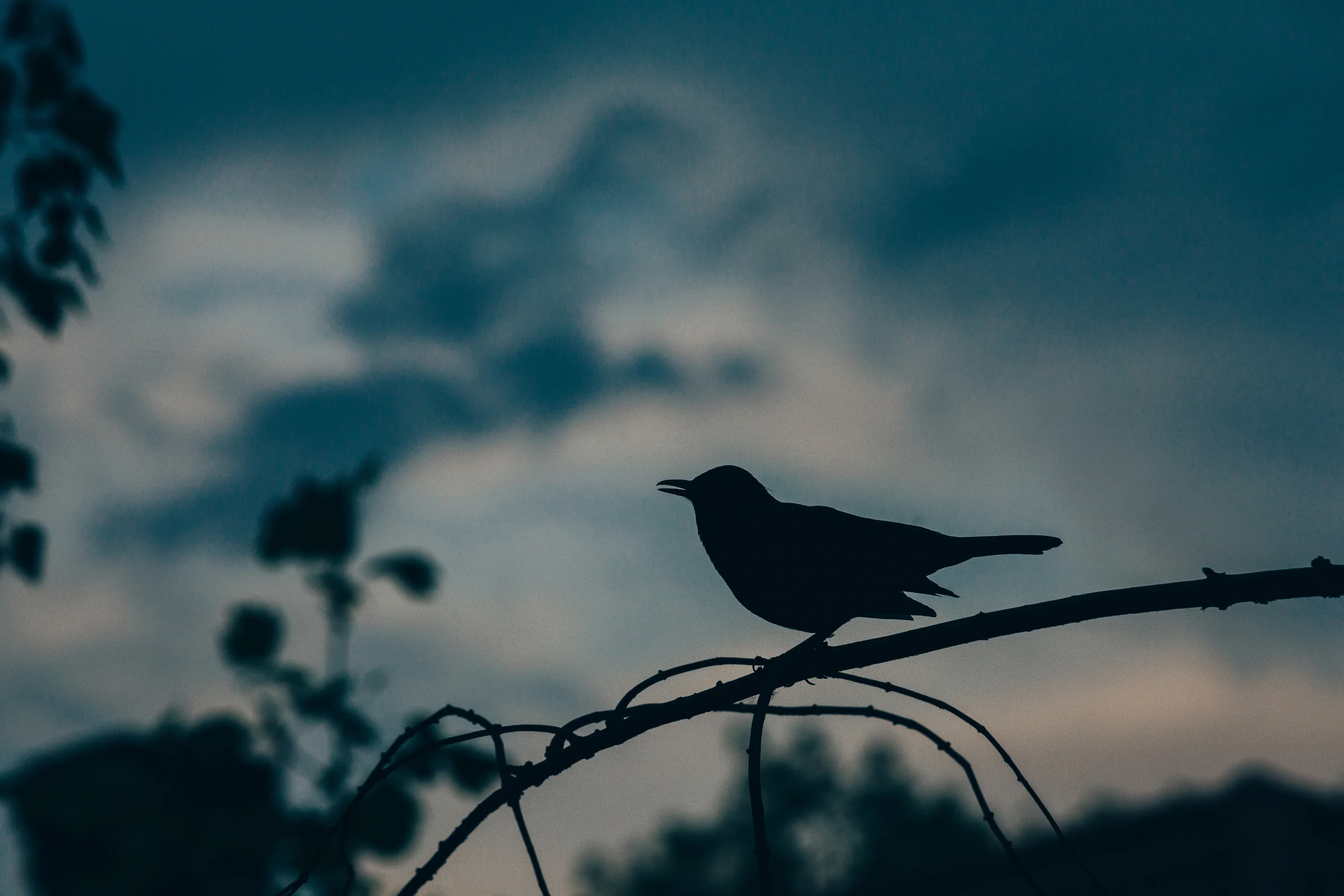 Black Bird Design gallery 2